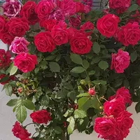 original sound - azadpunchi78600