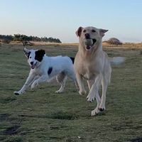 itsawoofslife