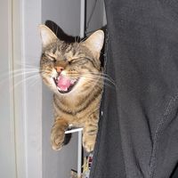 son original - Christelle Teppaz-Deshayes