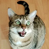 Será porque te amo versión gatuna con Karen