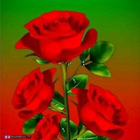 camelia.lopez3
