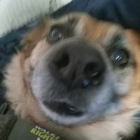 waffles9349