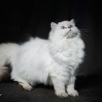 chatterielamourdeblizna