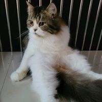 suara asli - Neng Roja Fitri