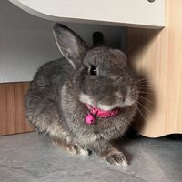 tashithebunny