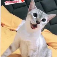 original sound - gatalunadark