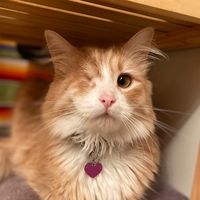 winktheoneeyedcat