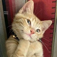 cats_friii