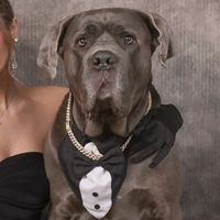 king_thegreatcanecorso7