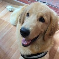 buddygoldenr