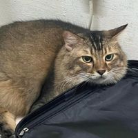 bunyi asal - qasehabu