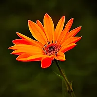 original sound - growing.through.grief