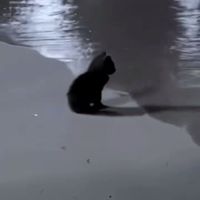 原聲 - 聽.。.:*♪