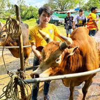 เสียงต้นฉบับ - ลูก'ปอร์