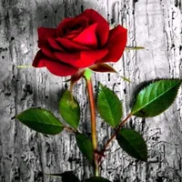 original sound - emilio6602fc