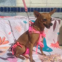 pollyrodrigues.dog