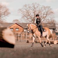 haflinger.goldii