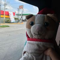 elkinggoldifshmrpaws