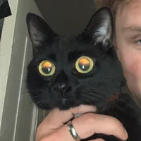 original sound - thekittyandrea