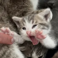 Little Talks by Of Monsters And Men