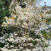 aparecidaalvarezstersi