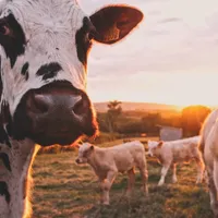 original sound - agronomia90