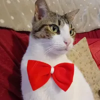 original sound - cicciooilgatto