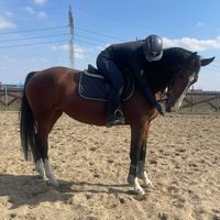 dominique_the_equestrian