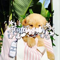 .cutesygabs