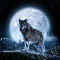 lonewolf_jotita