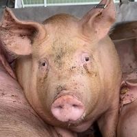 viande_immoral