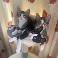 cloe_thecat23