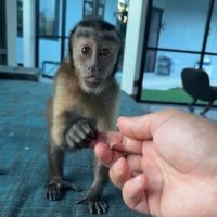 cute.monkey.dz