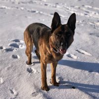 roxi.owczarek.niemiecki
