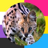 .the.serval
