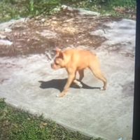 zioperabro4