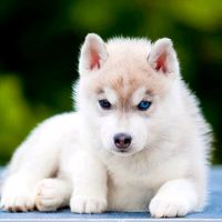 petit.loup65