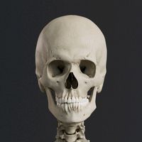atomedgeanatomy