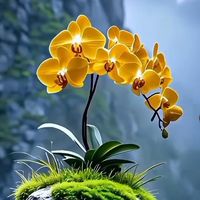 jawad_afg