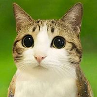 csakegyfotykoscebi