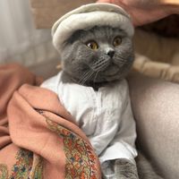scottishfold_mama