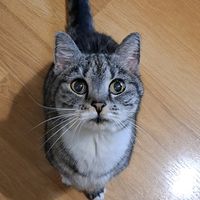 milkacatmilka