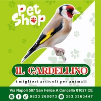 ilcardellinopetshop