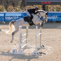 stella_showjumping_