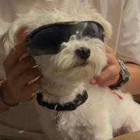 snoopy.the.guard