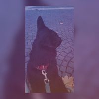 sami_is_back16