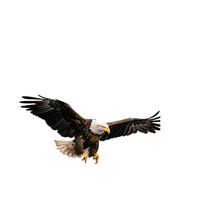 πρωτότυπος ήχος