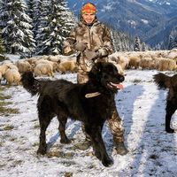 ciobanestiromanesti1