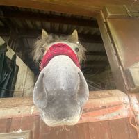 horse.edits353