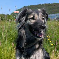 fellnase.floki